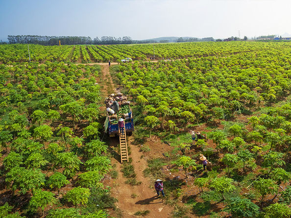 Nanning Doing-higher Bio-Tech Co.,LTD