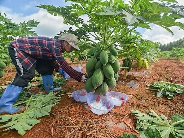 Nanning Doing-higher Bio-Tech Co.,LTD