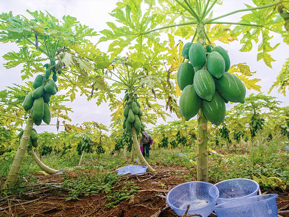 Nanning Doing-higher Bio-Tech Co.,LTD