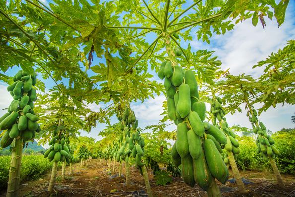 Nanning Doing-higher Bio-Tech Co.,LTD