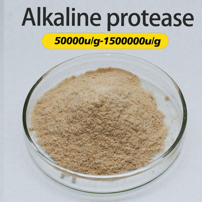 Proteolytic Foods Alkaline Protease 300000u/G For Protein Feed And Medicine