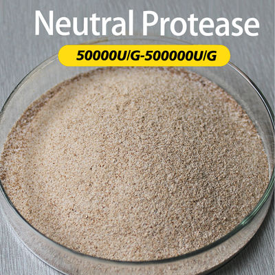 Subtilisins Proteolytic Enzymes 50000U/G-500000U/G For Protein Peptide