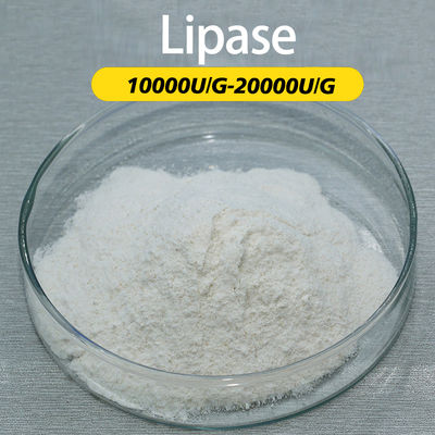 Enzyme That Breaks Down Fatty Acids 20000U/G Lipase For Baking