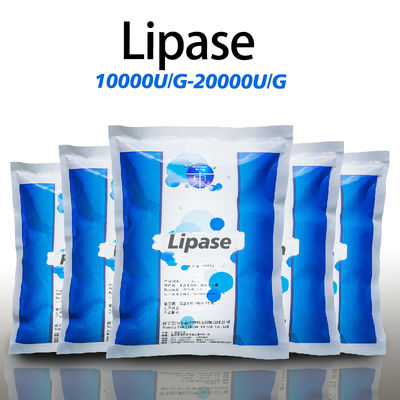 Water Soluble Lipase In Bread 10000U/G-20000U/G Lipase Enzyme Powder