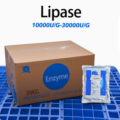 20000U/G Lipase Breaks Down Fats For Food & Baking Processing