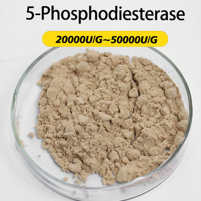 type 5 phosphodiesterase 20000U/G enzyme manufacturer customized enzyme activity enzyme preparation with price advantage