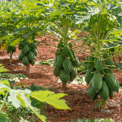 papaya enzyme complex 1000TU/MG 6000USP Production of applied drugs and health products customized enzyme activity specifications