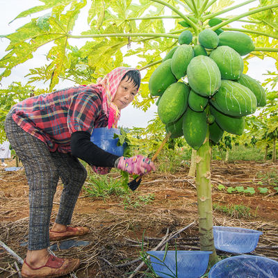 papain carica papaya 300USP-6000USP Raw material planting area protease manufacturer food grade pharmaceutical grade customization