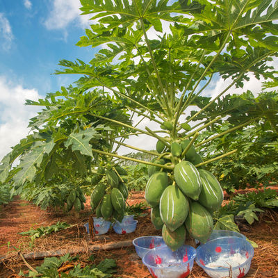 Now Foods Papaya Enzyme 50TU/MG-1000TU/MG Customized Food Grade & Pharmaceutical Grade