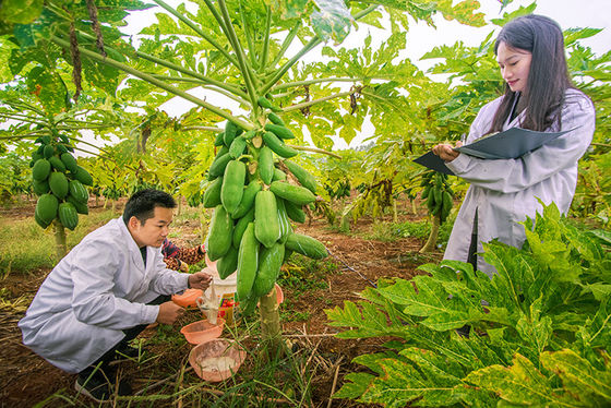 Papaya Protease 300USP-6000USP Powder Like Fully Soluble In Water Customized pharmaceutical Grade