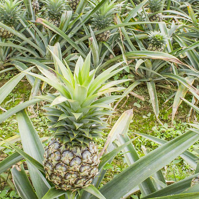 Bromelain Pineapple Enzyme 600GDU-2400GDU Fully Soluble In Water Customized Food /  Pharmaceutical Grade