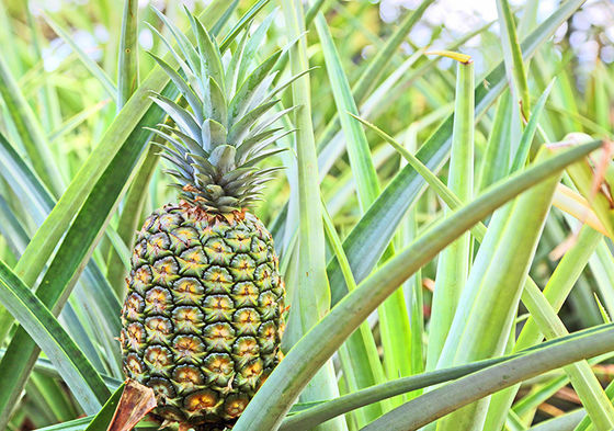 standard process bromelain 2400GDU Protease manufacturers enzyme preparations have price advantages