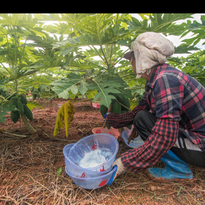 Industrial Grade Papain Bromelain Enzyme 2400000U/G Protease Powder Food Grade