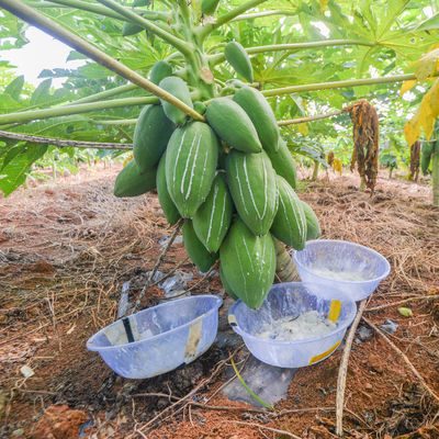 Papaya Protease Enzyme 300USP-6000USP Protease Manufacturers Raw Material Planting Bases