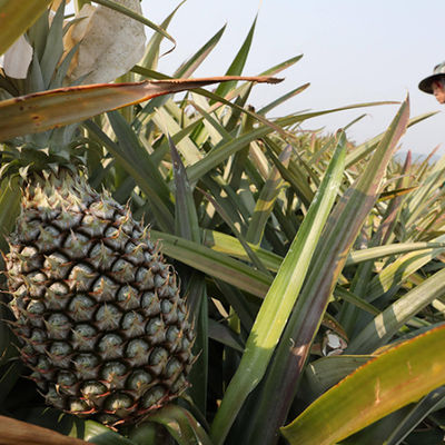 White 2400GDU Bromelain Pineapple Enzyme Food Grade Pharmaceutical Grade Powder