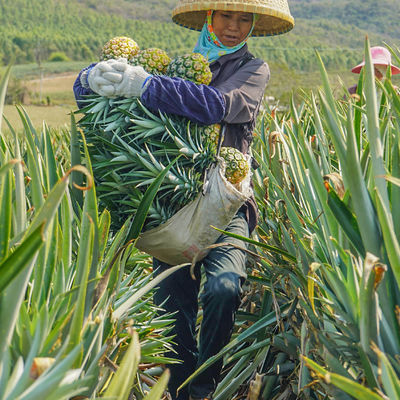 protease bromelain 600GDU-2400GDU Protease manufacturers fully soluble in water customized food grade&pharmaceutical grade