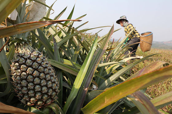 Enzyme Activity Customization Bromelaina 600GDU-2400GDU Protease Powder