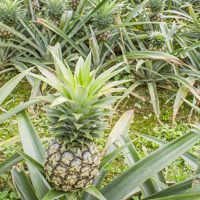 bromelain in pineapple juice 600GDU-2400GDU Protease manufacturers raw material planting bases