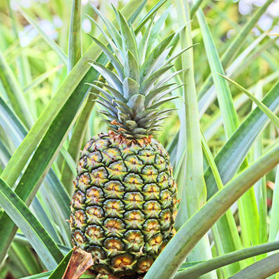 standard process bromelain 2400GDU Protease manufacturers enzyme preparations have price advantages