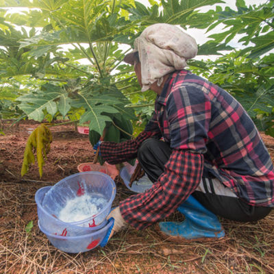standardized papain powders and liquids Applied To Protein Hydrolysis And Enzymatic Hydrolysis