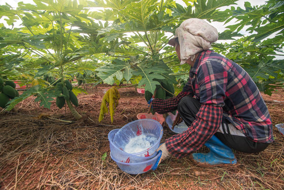 papain powder CAS9001-73-4 use in industry of medicine raw and food 