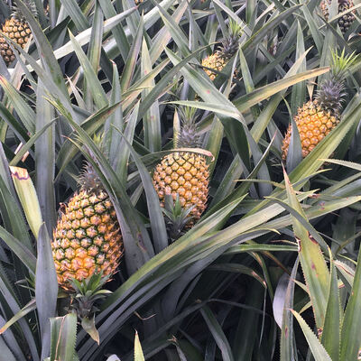Application of bromelainas 2400GDU in Pharmaceutical raw materials and food processing