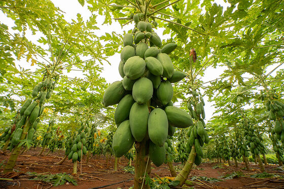 papain in papaya leaves 50TU/MG-1000TU/MG customized food grade&feed grade